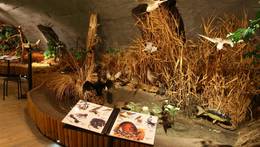 Komentovaná prohlídka stálé expozice zdarma