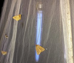 Pozorování nočních motýlů u Kateřinské jeskyně