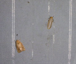 Vlevo Blýskavka dravá (Cosmia trapezina) z čeledi Noctuidae-Můrovití, vpravo Lišejníkovec z čeledi Arctiidae-Přástevníkovití