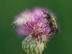 Botanicko-entomologická procházka Botanicko-entomologická procházka