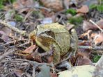 Na svatého Jiří vylézají hadi a štíři Na svatého Jiří vylézají hadi a štíři