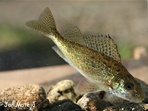 Za rybím tajemstvím řeky Ohře Za rybím tajemstvím řeky Ohře 2019