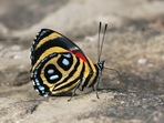 PŘEDNÁŠKA: Butterflies and ants of Peru (Peruánští motýli a mravenci) PŘEDNÁŠKA: Butterflies and ants of Peru (Peruánští motýli a mravenci)