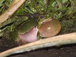 Zoologická procházka Josefov Zoologická procházka Josefov