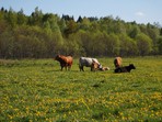 Extensive cattle breeding Extensive cattle breeding