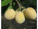 Marmeláda z rynglí Marmeláda z rynglí