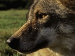 O původu českých vlků na příkladu Slavkovského lesa O původu českých vlků na příkladu Slavkovského lesa