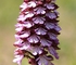 Proč nesou některé orchideje tak zvláštní jména? Proč nesou některé orchideje tak zvláštní jména?