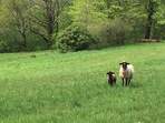 Domestic animals and their breeding 