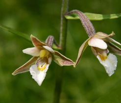 kruštík bahenní, nenápadná orchidej mokřadních luk