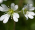 Mouse-ear chickweed Mouse-ear chickweed