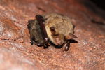 Myotis myotis v klastru s Myotis brandtii