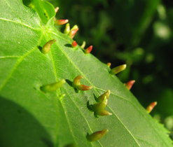 Hálky vlnovníka lipového (Eriophyes tiliae)