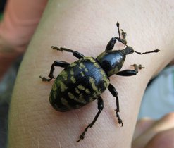 Klikoroh devětsilový (Liparus glabrirostris)