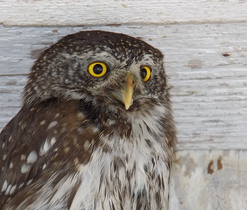 Kulíšek nejmenší - naše nejmenší sova