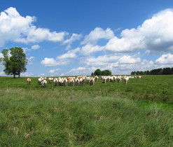 Pastvina v Pavlově Studenci, M. Dortová