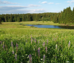 Huťský rybník, J. Juráková