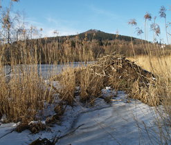 bobrí hrad pod Přimdou, archiv Správy CHKO Český les