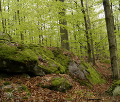 PR Broumovská bučina, S. Šedivý