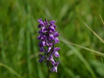 Orchidejové louky u Nového Kramolína Orchidejové louky u Nového Kramolína