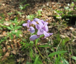 kyčelnice cibulkonosná, M. Dortová