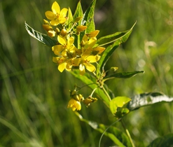 vrbina obecná, J. Juráková