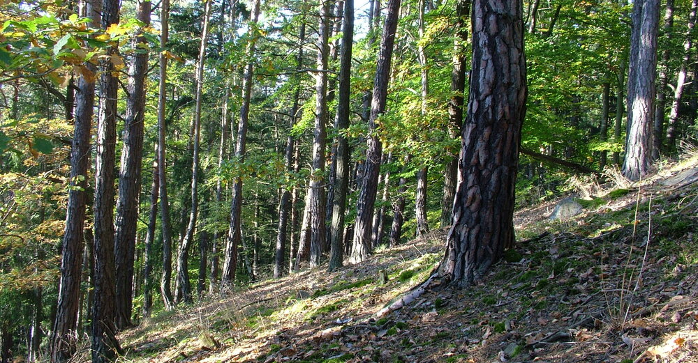kaňon Vltavy