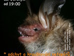 Netopýří noc u dolu Jeroným Netopýří noc u dolu Jeroným