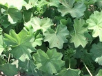 Lady’s mantle Lady’s mantle