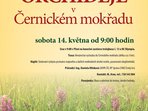 Orchideje v Černickém mokřadu Orchideje v Černickém mokřadu