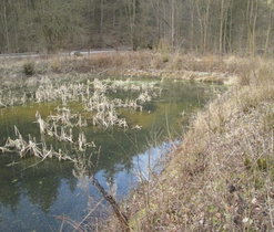 Kontroly, jestli už začala migrace obojživelníků.