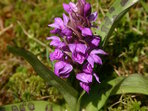 Za orchidejemi do parku v Mariánských Lázních 2016 Za orchidejemi do parku v Mariánských Lázních 2016