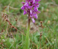 Za orchidejemi na soutok Kosího a Kořenského potoka