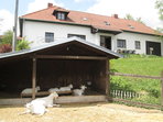 Z Šošůvky do Holštejna a zpět Za kozím sýrem i tajuplnou jeskyní Lidomornou pod zříceninou hradu.
