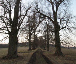 Novodvorská lipová álej 