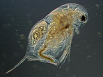 Daphnia