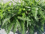 Achillea millefolium_2019 Achillea millefolium_2019