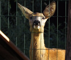 Srnečka Bambi