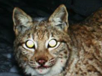 Causa Carnivora Causa Carnivora