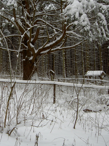Král smrků_14.1.2010