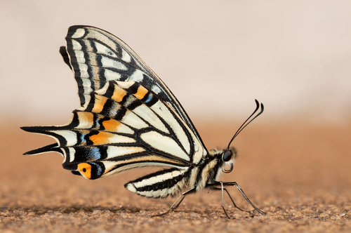 Autor fotografie: Petr Jan Juračka