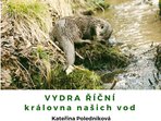 Krajina a lidé: Vydra říční - královna našich vod Krajina a lidé: Vydra říční - královna našich vod