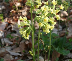 Prvosenka vyšší (Primula elatior) – vlhká stanoviště, některé poddruhy jsou ohrožené
