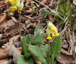 Prvosenka jarní (Primula veris), jarní efemery lesů a lesních lemů, druh vyžadující další pozornost (C4a, C3), zákonem chráněná