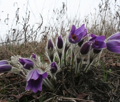 Koniklec velkokvětý (Pulsatila grandis) - stepní stanoviště, silně ohrožený druh (C2), zákonem chráněný, uveden v NATURA 2000 a Bernské úmluvě