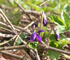 Violka vonná (Viola odorata), jarní efemery lesů a lesních lemů