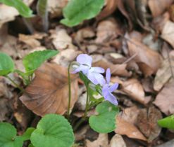 Violka rivinova (Viola riviniana), jarní efemery lesů a lesních lemů