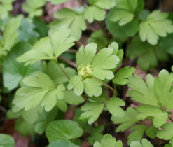 Pižmovka mošusová (Adoxa moschatellina), vlhká stanoviště