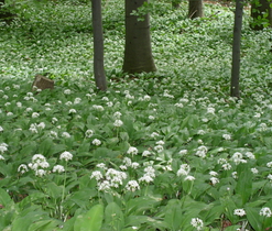 Česnek medvědí (Allium ursinum) - vlhká stanoviště, není ohrožen, sběr pouze mimo chráněná území