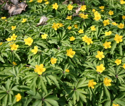 Sasanka pryskyřníkovitá (Anemone rannunculoides) - jarní efemery lesů a lesních lemů